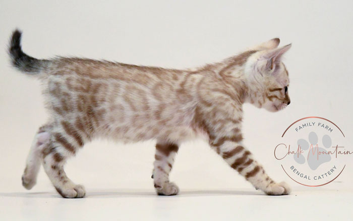 Bengal kitten for sale